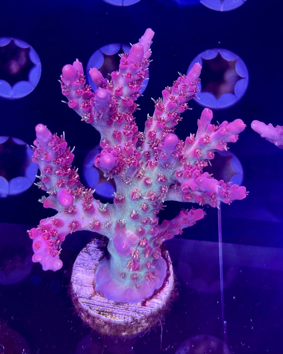 Vivid’s Confetti Acropora Coral Growers