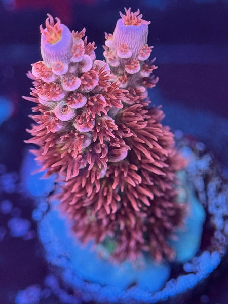 TCK Purple Pillow acropora