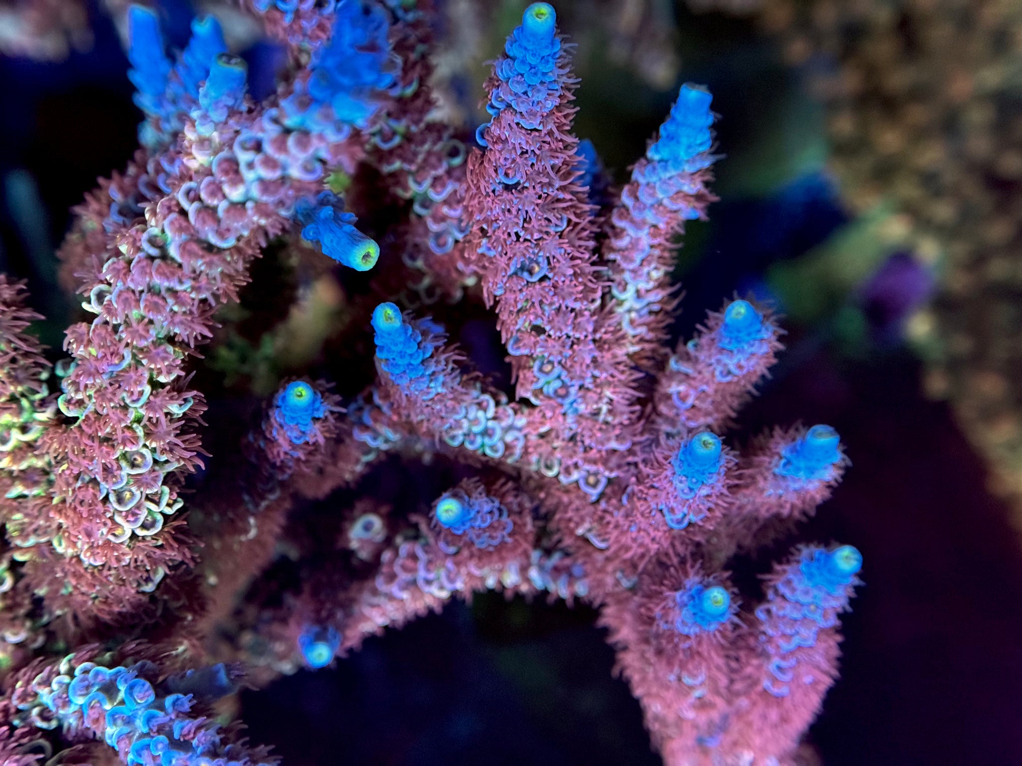 RR Lady in Pink Acropora