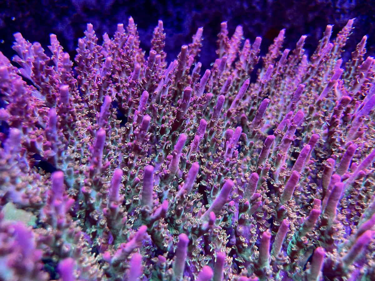 Vivid’s Confetti Acropora Coral Growers