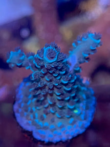 Tony's Cookie Monster acro #1