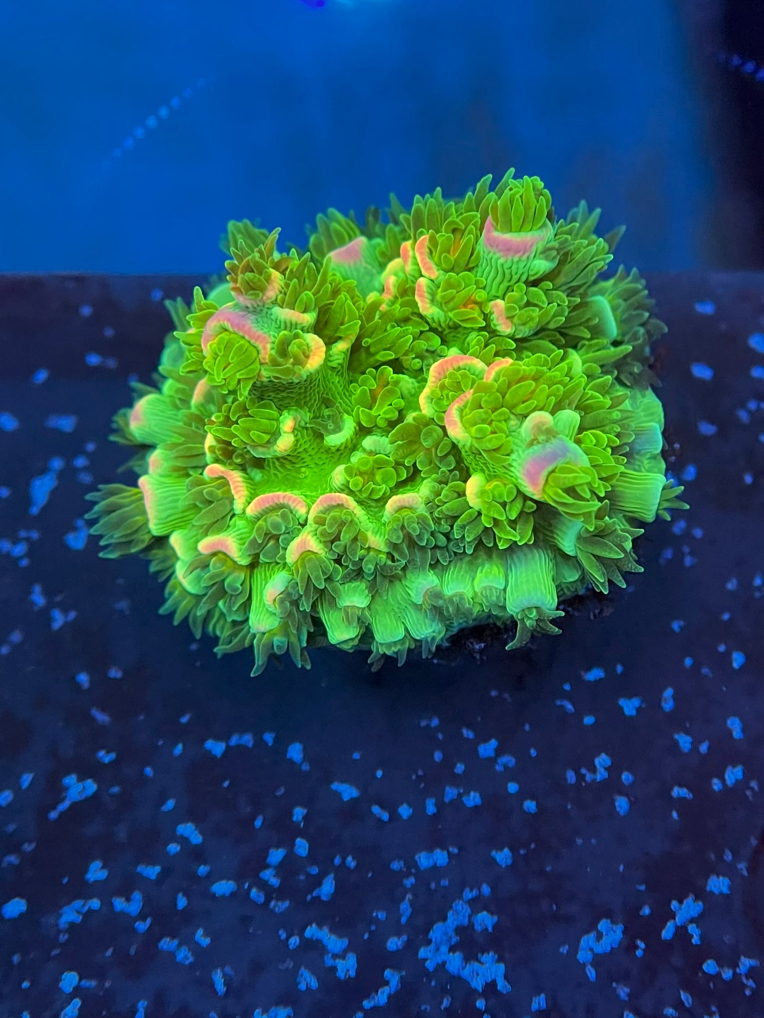 JF Homewrecker acro #1