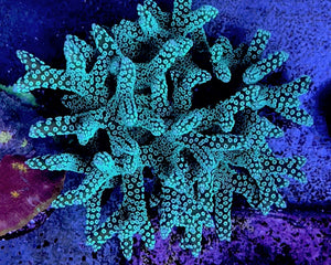 CB Neon Lights Birdsnest coral